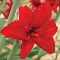 Amaryllis bollen en bloemen