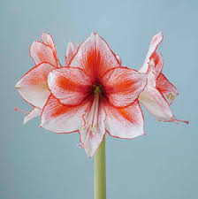 Amaryllis bollen gestreept
